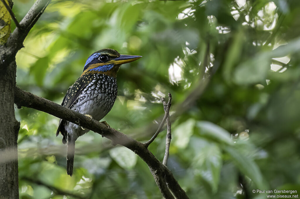 Spotted Wood Kingfisheradult