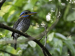 Spotted Wood Kingfisher