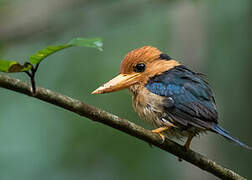 Yellow-billed Kingfisher