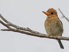 Yellow-billed Kingfisher