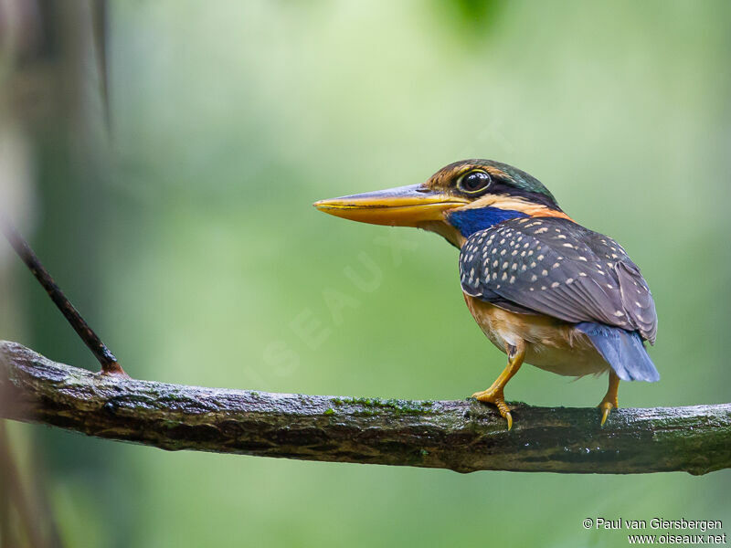 Rufous-collared Kingfisher female adult