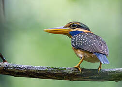 Rufous-collared Kingfisher