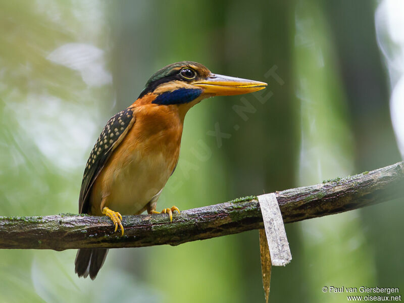 Rufous-collared Kingfisher female adult