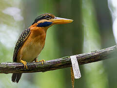 Rufous-collared Kingfisher