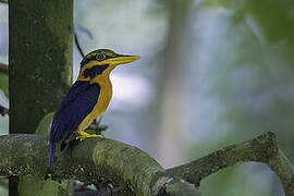 Rufous-collared Kingfisher