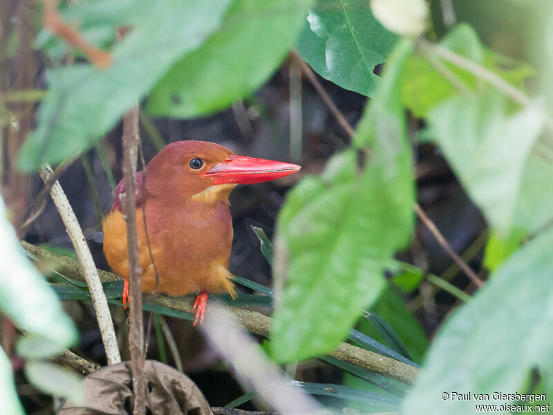 Ruddy Kingfisher