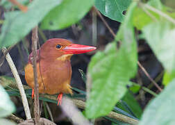 Ruddy Kingfisher