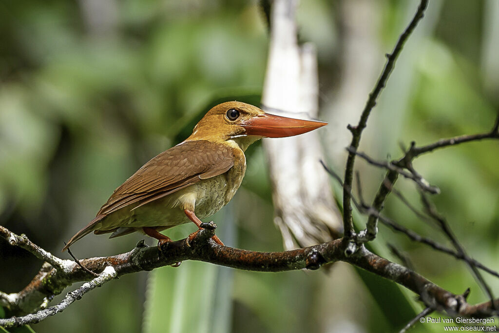 Ruddy Kingfisheradult