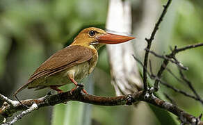 Ruddy Kingfisher