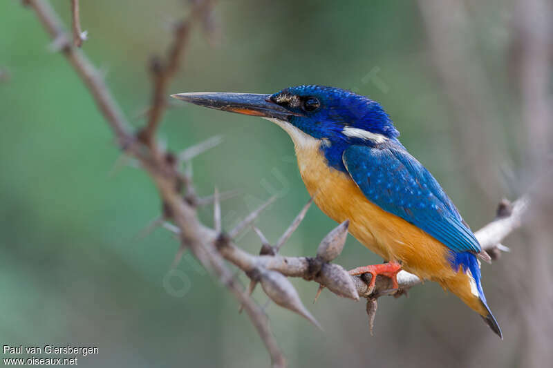 Half-collared Kingfisher female adult, identification