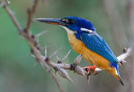 Half-collared Kingfisher