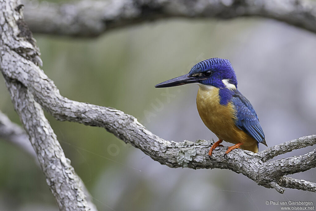 Half-collared Kingfisheradult