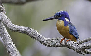 Half-collared Kingfisher