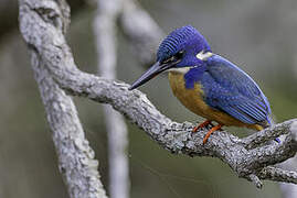 Half-collared Kingfisher