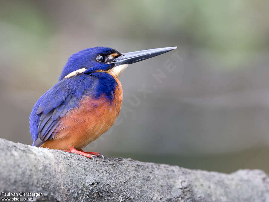 Azure Kingfisheradult breeding, identification