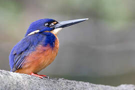 Azure Kingfisher