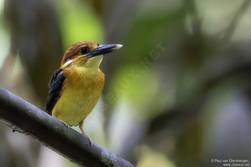 Rufous-backed Dwarf Kingfisherimmature