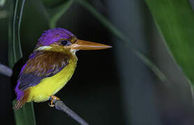 Rufous-backed Dwarf Kingfisher