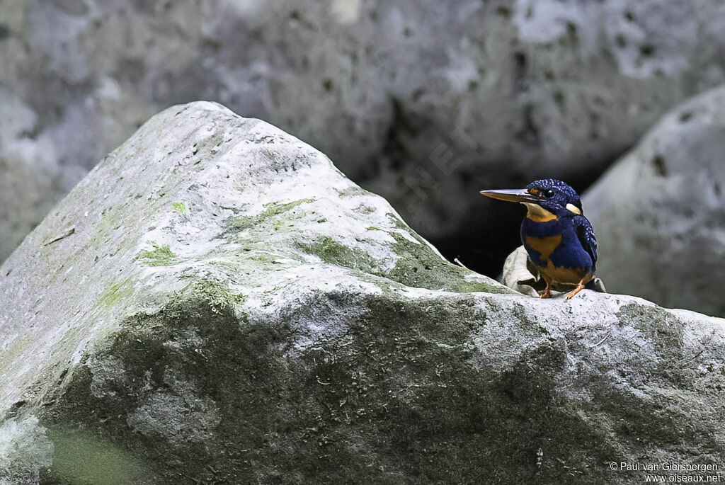 Indigo-banded Kingfisher male adult