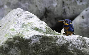 Indigo-banded Kingfisher