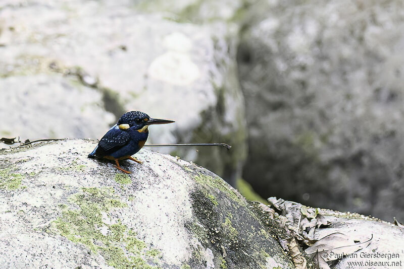 Martin-pêcheur à poitrine bleue mâle adulte