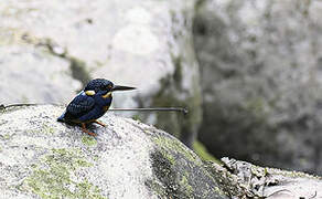 Indigo-banded Kingfisher