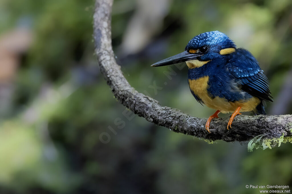Martin-pêcheur à poitrine bleue