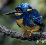 Martin-pêcheur à poitrine bleue