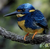 Martin-pêcheur à poitrine bleue