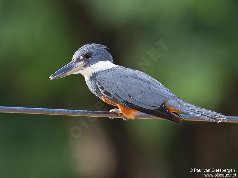 Ringed Kingfisher