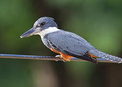 Ringed Kingfisher