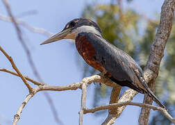 Ringed Kingfisher