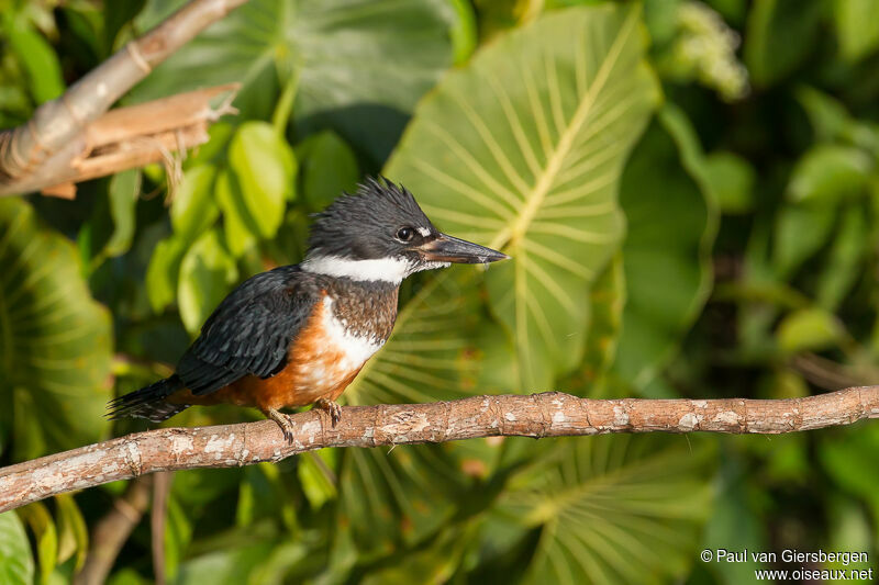 Ringed Kingfisher