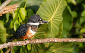 Ringed Kingfisher