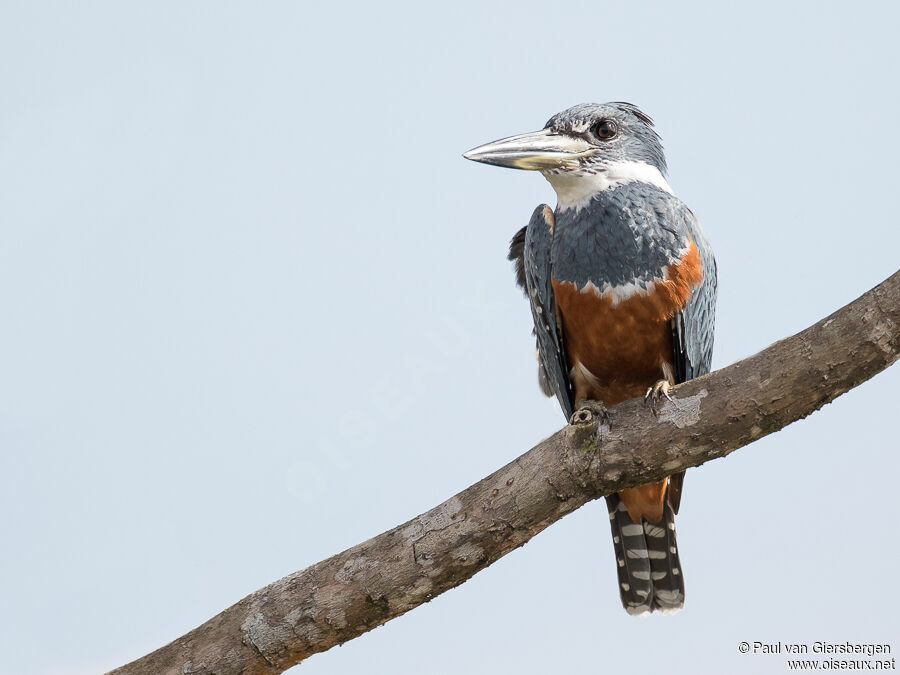 Ringed Kingfisher female adult