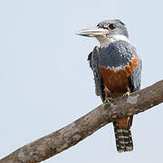 Ringed Kingfisher