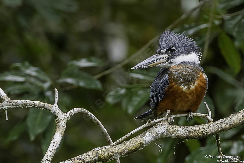 Ringed Kingfisher female adult