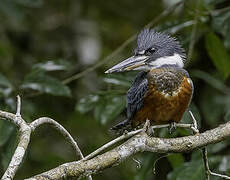 Ringed Kingfisher