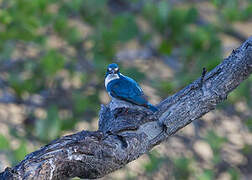 Cerulean Kingfisher