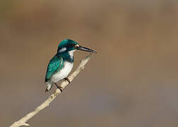 Cerulean Kingfisher