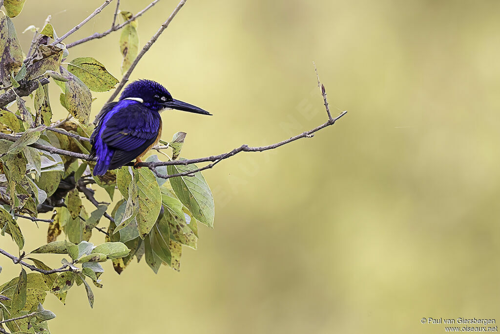 Shining-blue Kingfisheradult