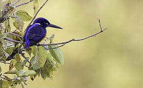 Shining-blue Kingfisher