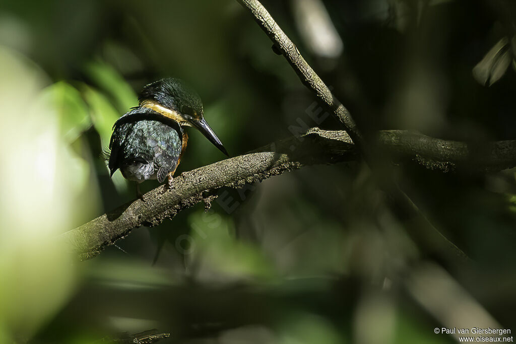 Martin-pêcheur bicoloreadulte