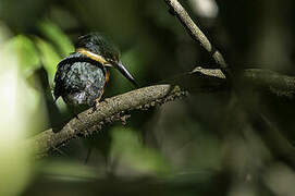 Green-and-rufous Kingfisher