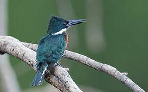 Amazon Kingfisher