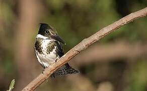 Amazon Kingfisher