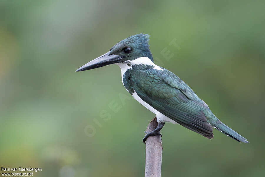 Martin-pêcheur d'Amazonie femelle adulte, identification