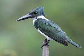 Amazon Kingfisher