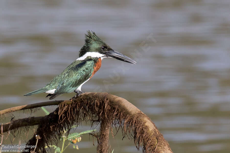 Pantanal : Les oiseaux aquatiques