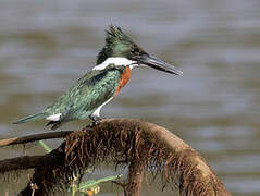 Amazon Kingfisher